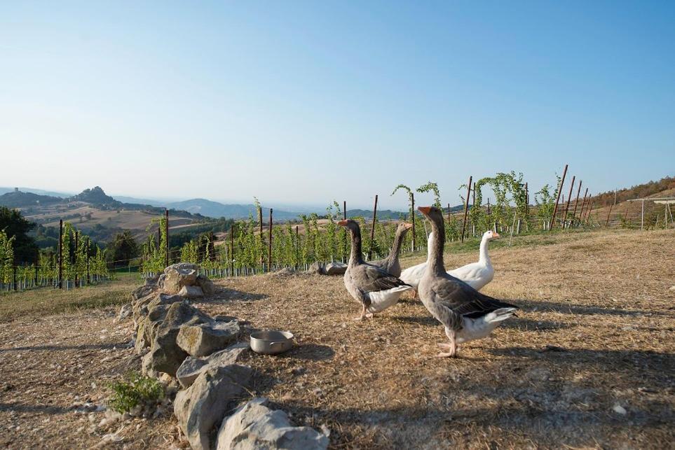 Fattoria Branciana Bed & Breakfast Rossena Bagian luar foto